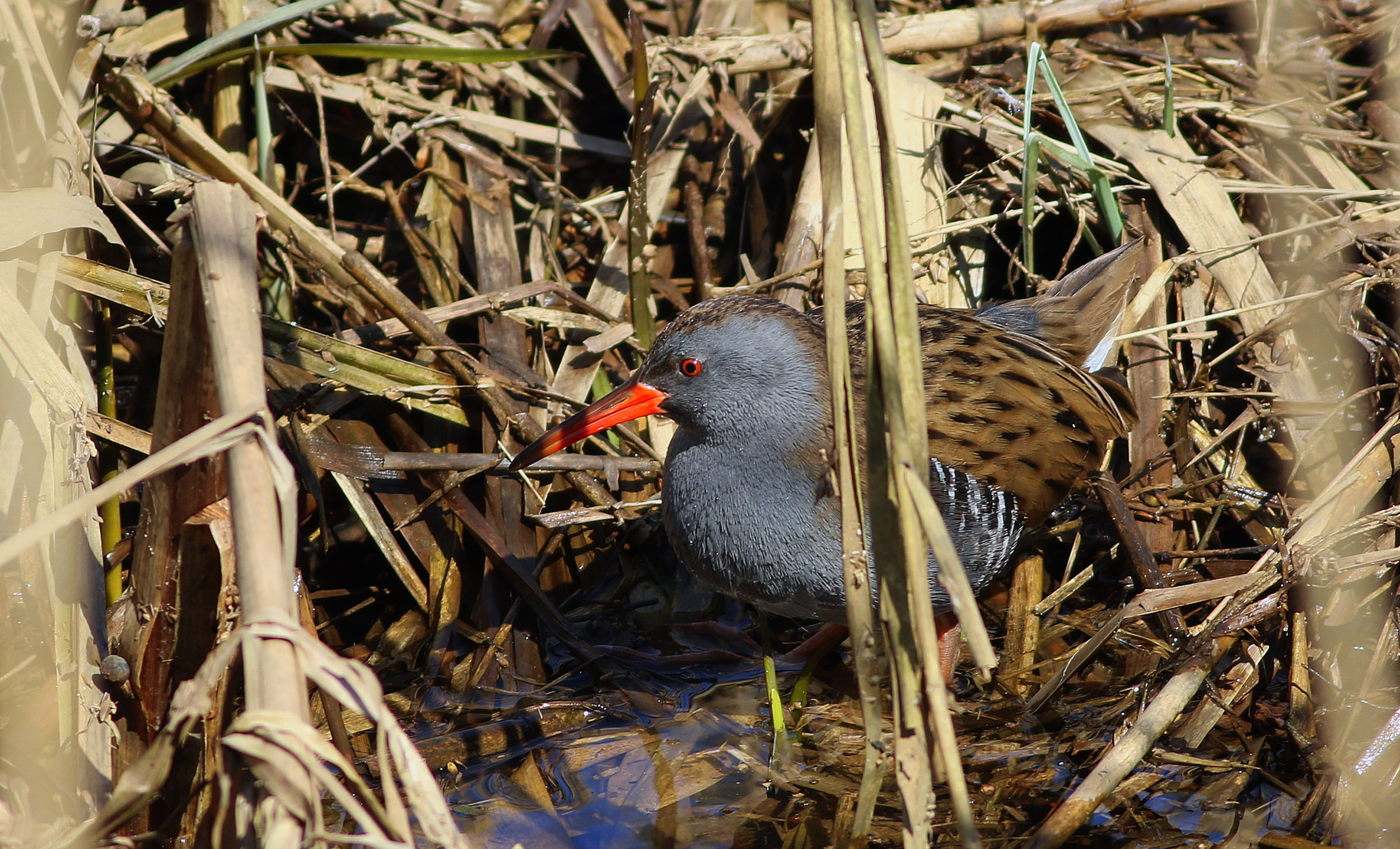 Water Rail